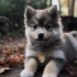 Are Dog Parks a Good Idea for your Dog?