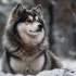 Understanding the 75/25, 25/75, and 50/50 Pomsky Mixes: Size, Appearance, and Temperament