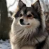 Understanding 75/25 Pomskies: Size, Appearance, and Breeding Standards