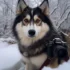 Mini Pomskies For Sale Near Me: Find Your Perfect Companion!