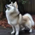 A Guide to Pomsky Huskies: Personality Traits, Size and Appearance, and Exercise Needs