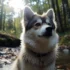 Pictures Of Pomsky Dogs: The Cuddly And Adorable Mix Breed