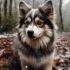 Black Pomsky With Blue Eyes: The Perfect Companion For A Stunning Look