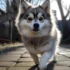 Pomskies for Sale: How to Find Your Perfect Companion