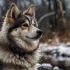 Everything You Need to Know About Owning a Pomsky Mix
