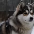 Everything You Need to Know About Owning a Pomsky Mix