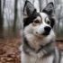Pomsky: Understanding the Mix of Pomeranian and Husky for a Unique Breed