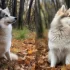 Adorable Pomskies: Everything You Need to Know About This Playful Breed