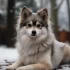 Aiden Petfinder: Find Your Perfect Pomsky Companion
