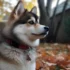 F2 Pomsky Size: How Big Can Your Pomsky Get?
