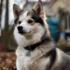 FAQs about Cute Pomsky Puppies