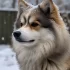 AKC Registered Pomskies: The Ultimate Guide to Finding Your Perfect Companion