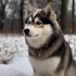AKC Pomsky Puppies: The Ultimate Guide to Understanding the Personality Traits and Temperament of this Adorable Designer Breed