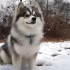 Meet Akhtar: The Adorable Pomsky with Irresistible Looks