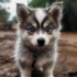 How Big Does A Pomsky Get?