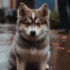 Pomskies For Sale In Los Angeles