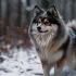 Amy Monical’s Guide to Pomskies: Everything You Need to Know About Raising a Pomsky