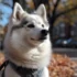 Corgi Pomsky Mix: Understanding The Personality Traits Of This Adorable Hybrid