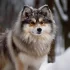Acacia Pomsky Puppies: What to Know Before Bringing One Home
