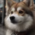 The Difference Between F1 And F2 Pomsky: Which One Is Right For You?