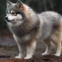 Acacia Pomsky Review: A Comprehensive Look at the Personality Traits and Size of These Designer Dogs