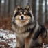 Acacia Pomskies: The Ultimate Guide to Raising a Pomsky