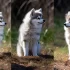Acacia Pomskies: The Ultimate Guide to Raising a Pomsky