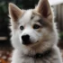 Comment acheter un Pomsky : Conseils pour trouver le parfait compagnon canin