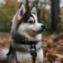 Exploring The Traits And Characteristics Of 2nd Generation Pomskies