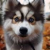 Mini Pomsky Dog – Everything You Need To Know About This Adorable Pup!