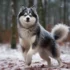 Pomsky Corgi Pug Mix: Understanding The Personality Traits Of This Unique Hybrid