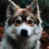 Blue Merle Pomsky Price: What You Need To Know Before Buying
