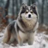Pomskies With Blue Eyes: A Guide To Their Appearance And Traits