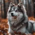 Adopting a Pomsky in Dallas: Tips for Finding the Perfect Companion