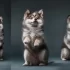 Adopt a Pomsky in Jacksonville FL: Tips and Tricks for Finding Your Perfect Companion