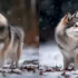 Adopt a Pomsky in North Carolina: Tips and Tricks for Finding the Right Breeder