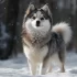 Adopt a Pomsky in North Carolina: Tips and Tricks for Finding the Right Breeder