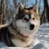 Adopt the Perfect Pomsky Puppy in Minnesota