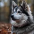 Pomsky Adoption in Chicago: Tips and Advice for Finding Your Perfect Companion