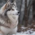 Adopting a Pomsky: Tips and Tricks for Finding Your Perfect Companion