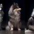 Adopt a Pomsky in Chicago: Tips for Finding the Right Breeder
