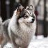 Adopt a Pomsky in California: Tips for Finding the Right Breeder