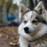 Pomsky Adoption in Colorado: Tips for Finding Your Colorful Companion