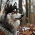 Adopt a Pomsky in Chicago: Tips for Finding the Right Breeder