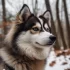 FAQs about Are Pomskies Good Dogs