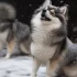 Adopting a Pomsky in NJ: Tips for Finding the Perfect Furry Companion