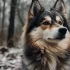 Adopt a Pomsky in Michigan: Tips and Resources for Prospective Owners