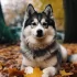 Pomsky Adoption in Massachusetts: Tips and Resources for Finding Your New Furry Friend