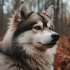 FAQs about Names for Pomsky