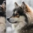 Adopt a Pomsky NJ: Find Your Furry Friend Today
